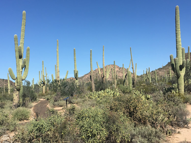 Saguaro National Park